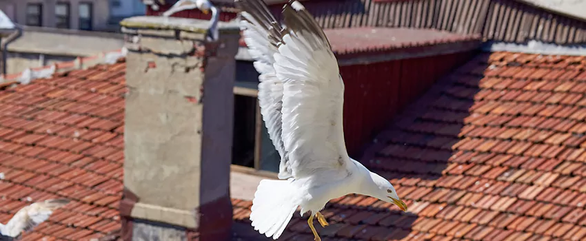 Residential Chimney Animal Removal Solution in Meadowbrook, VA