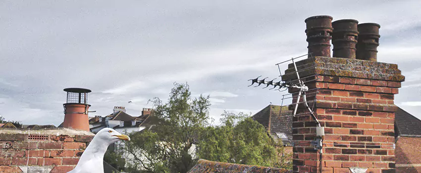 Chimney Cleaning And Restoration in Meadowbrook, Virginia